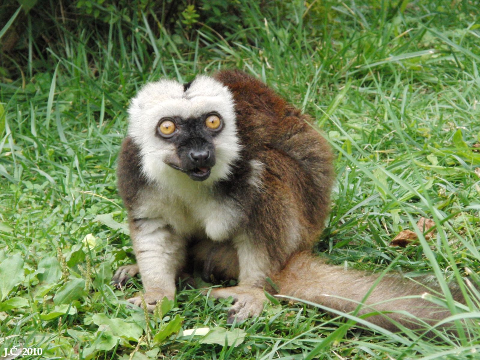 Lemur bělohlavý