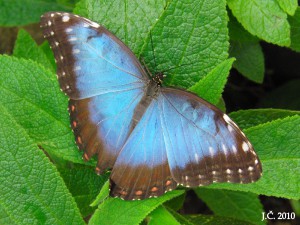 Tropický motýl Morpho peleides