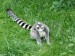 Lemur kata - v trávě